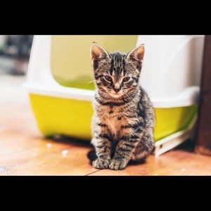 Meet your Posher, Cecelia